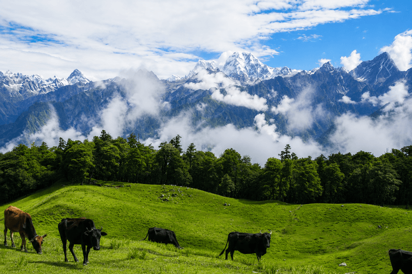 Auli Meadows