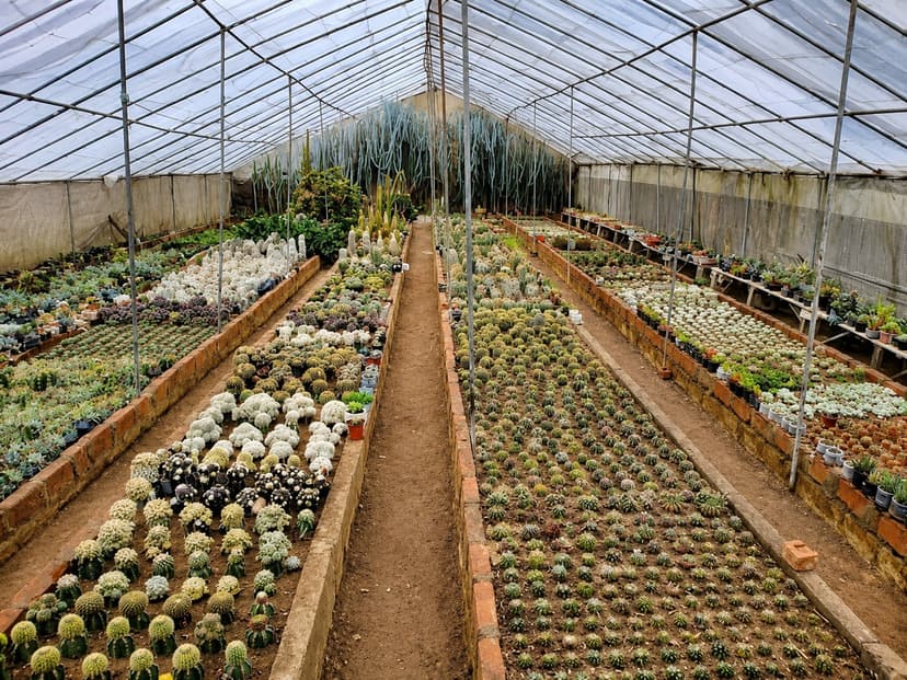 Pine View Cactus Nursery