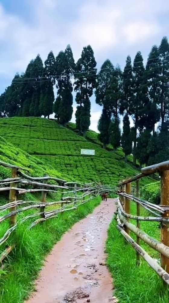  Mirik Tea Garden