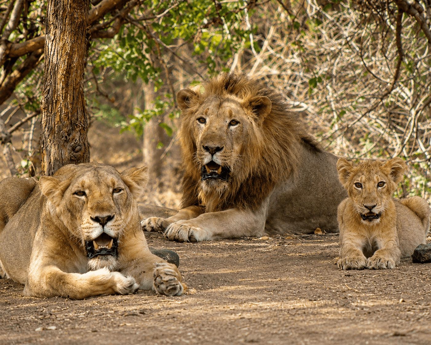 Gir National Park Wildlife Safari