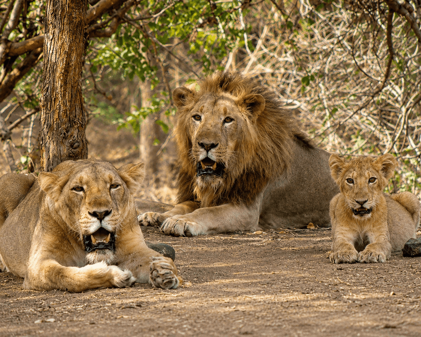 Gir National Park