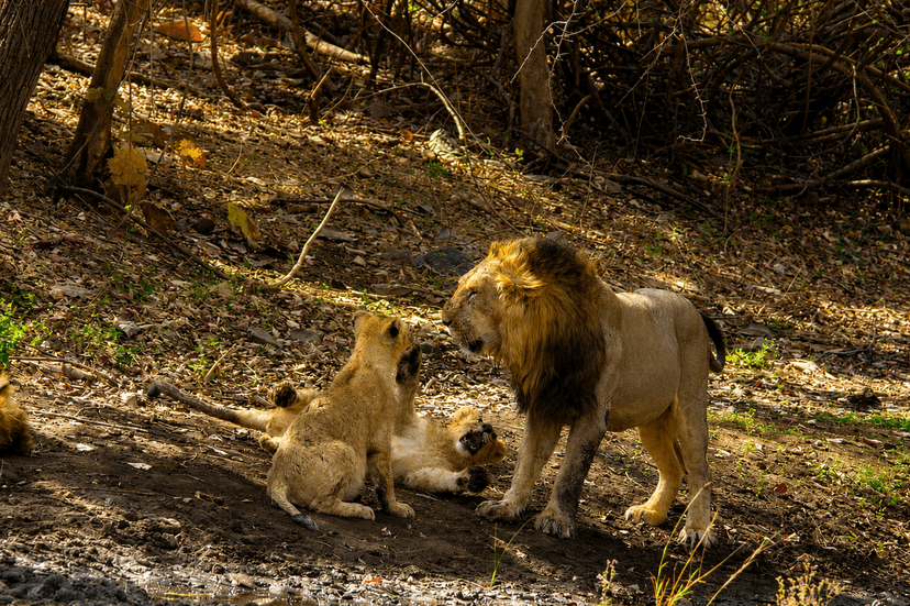 Gir National Park