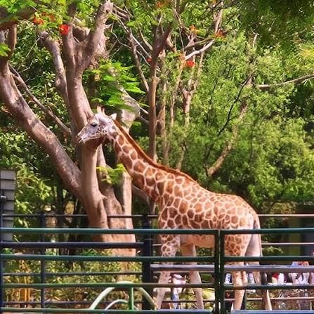 Giraffe