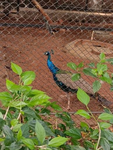 Peacock
