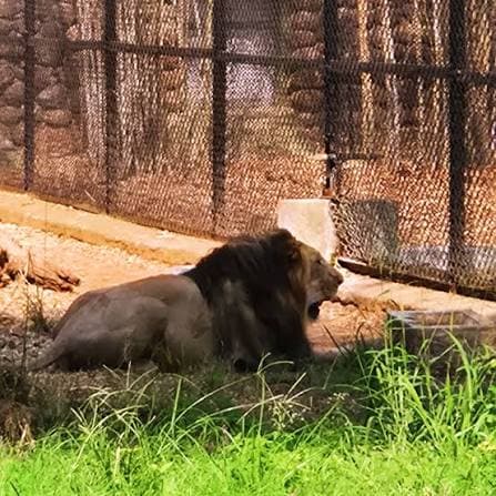 Lion