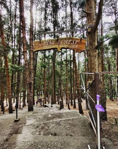 Pine Forest Walk