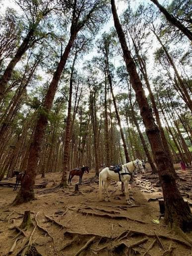 Pine Forest Walk