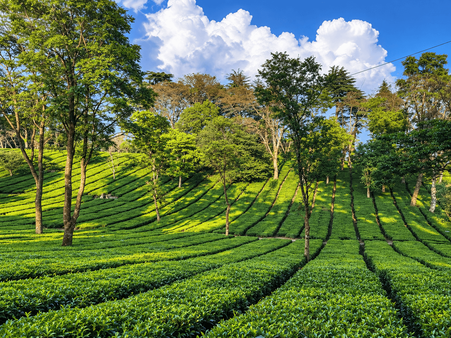Palampur Tea Gardens