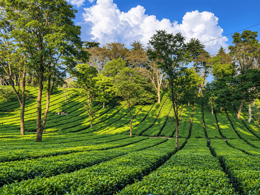 Palampur Tea Gardens