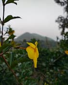 Thotadagadde homestay