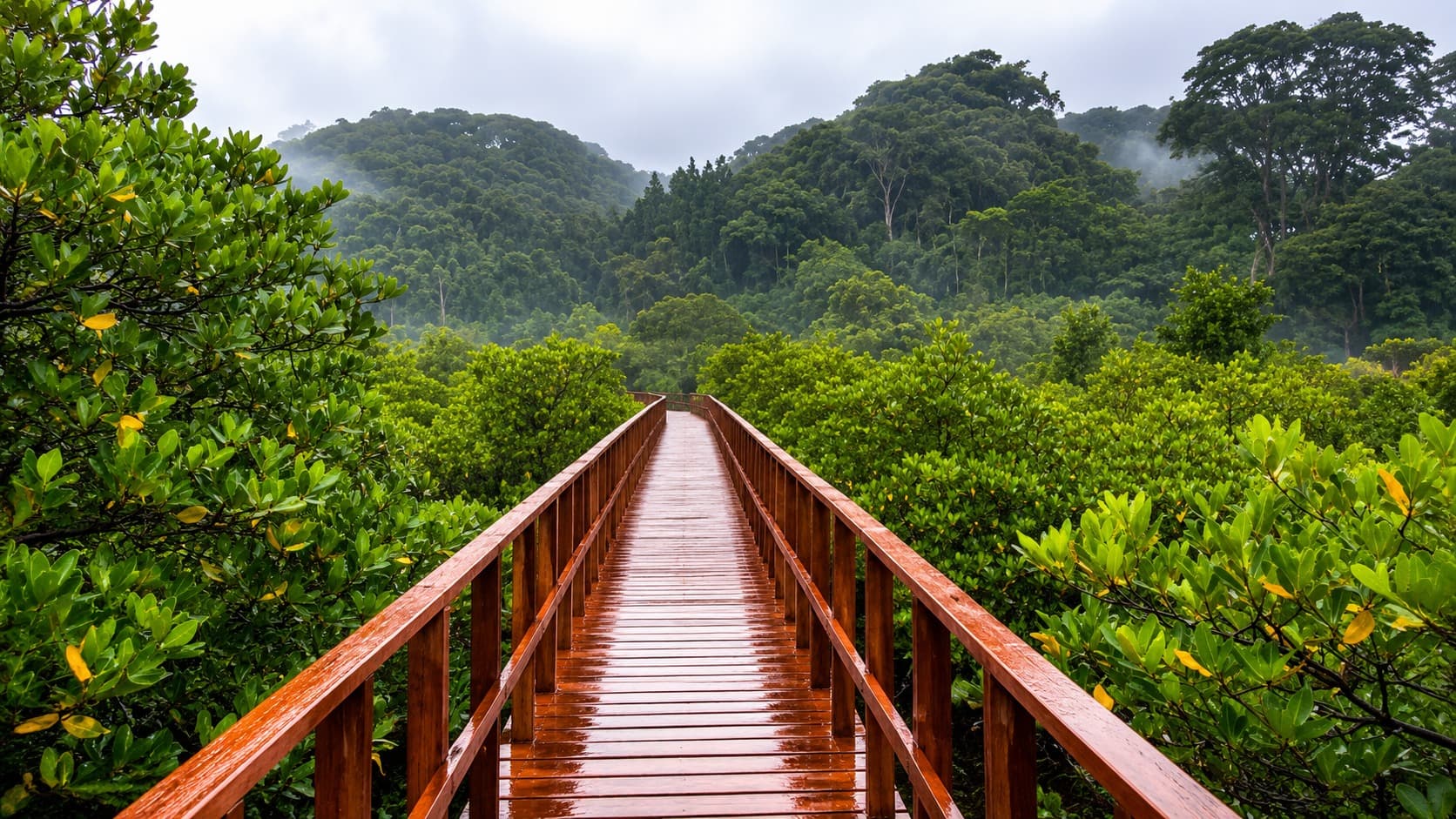 mangroves walk