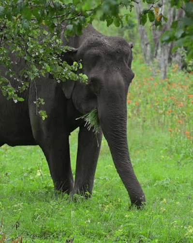 Romantic Mysore Coorg Honeymoon Escape — image 6