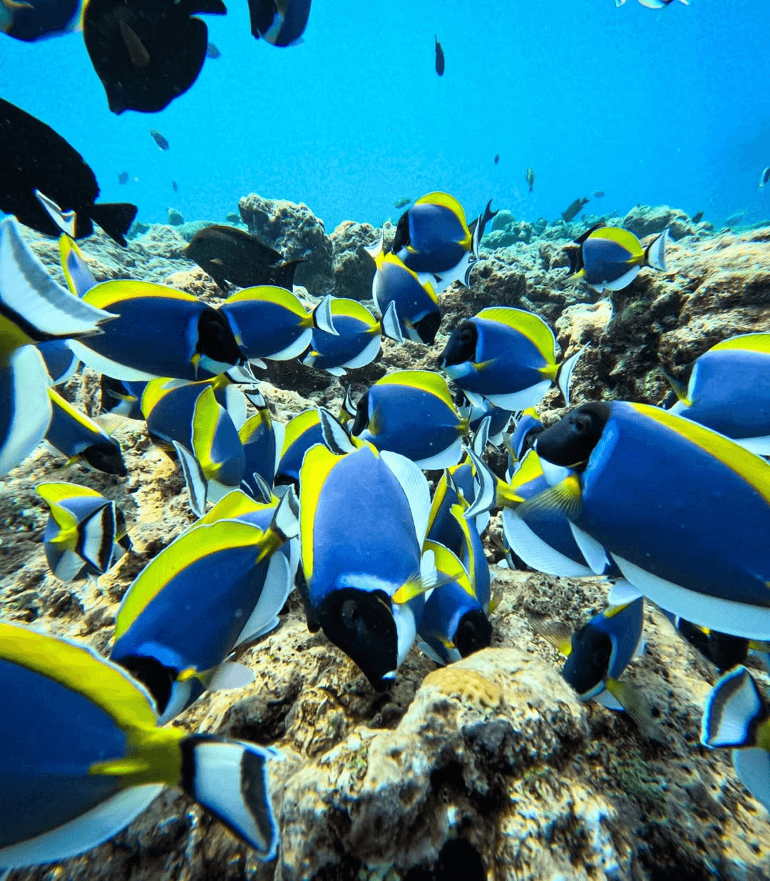 Scuba Diving