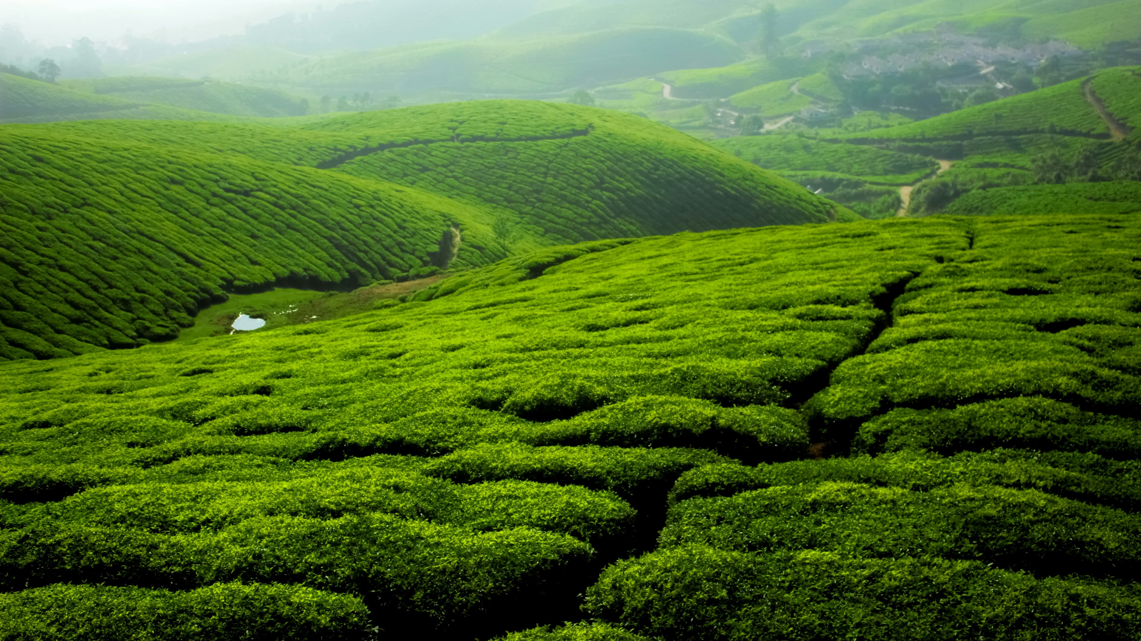 Tea Garden