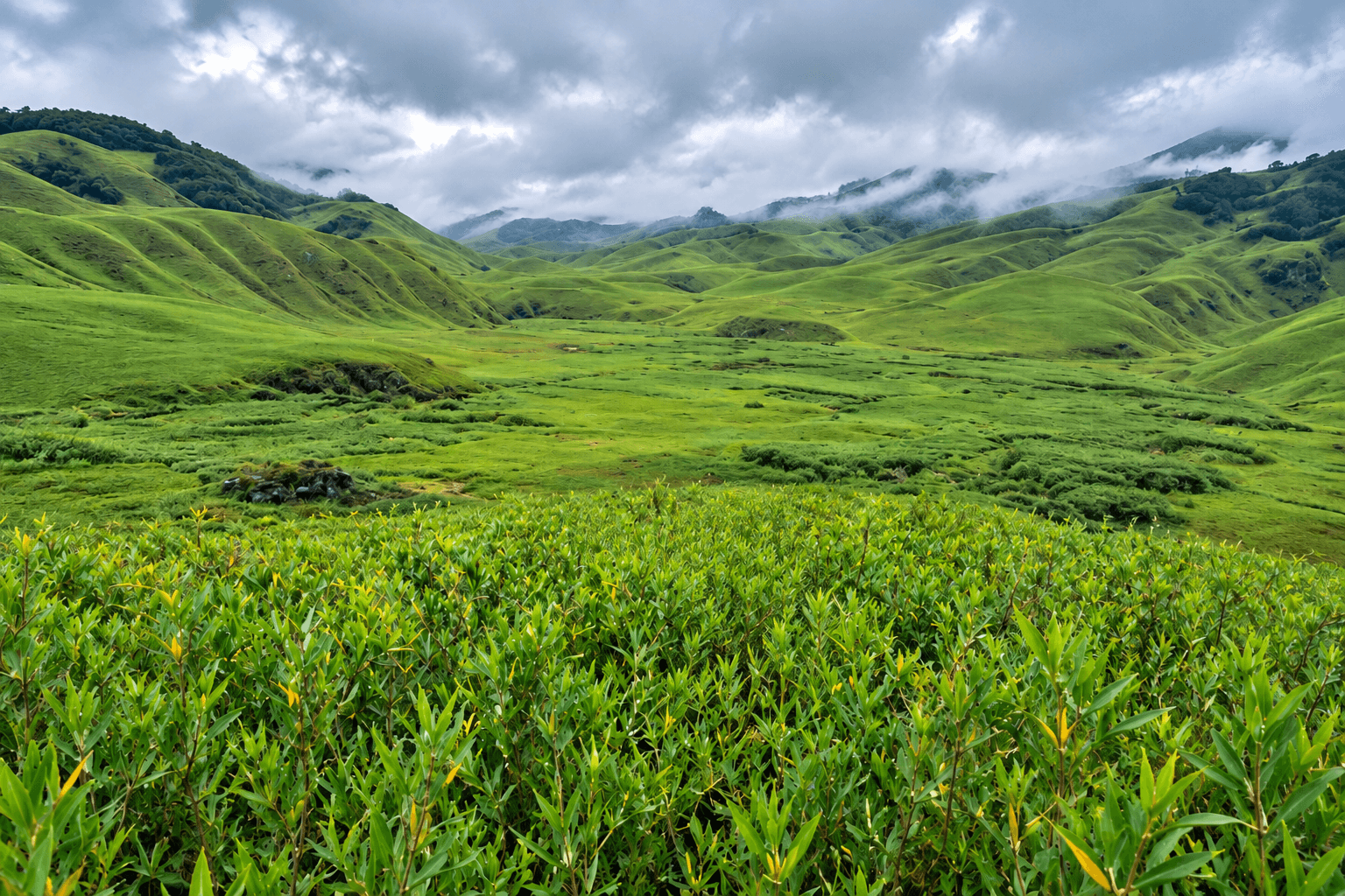 Dzukou Valley Trek
