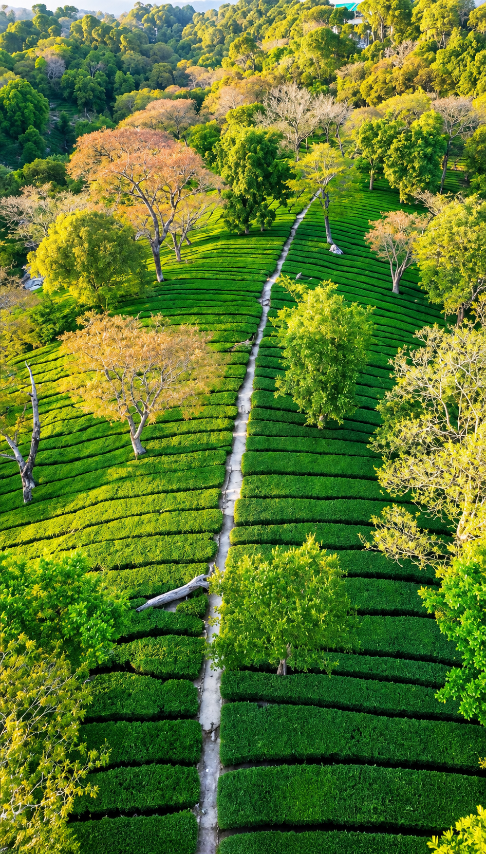 Dharamshala Tea Garden