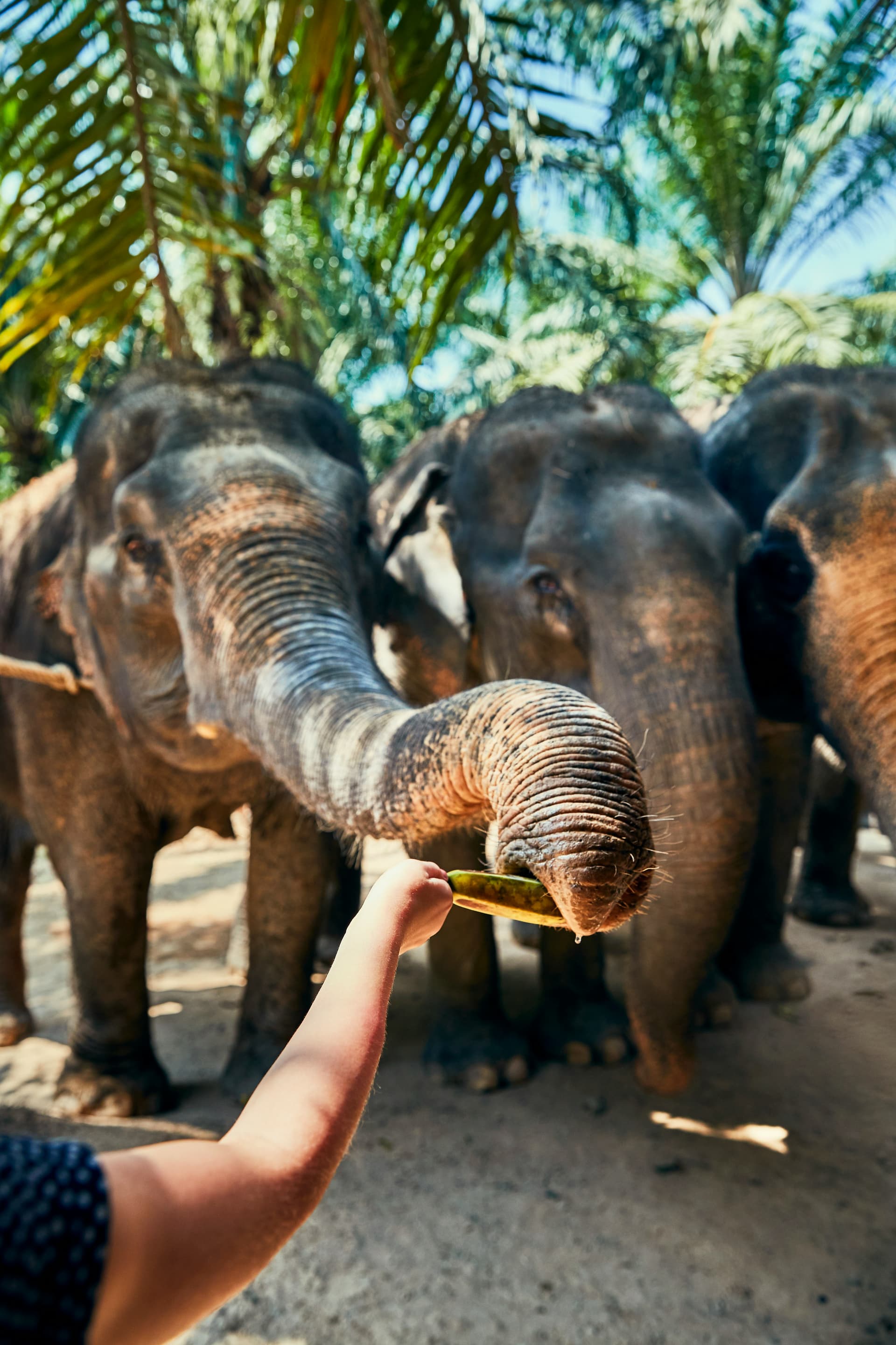 Elephant Interaction Experience