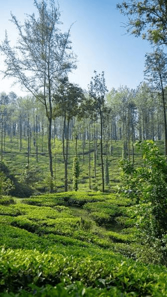 Coffee Plantation