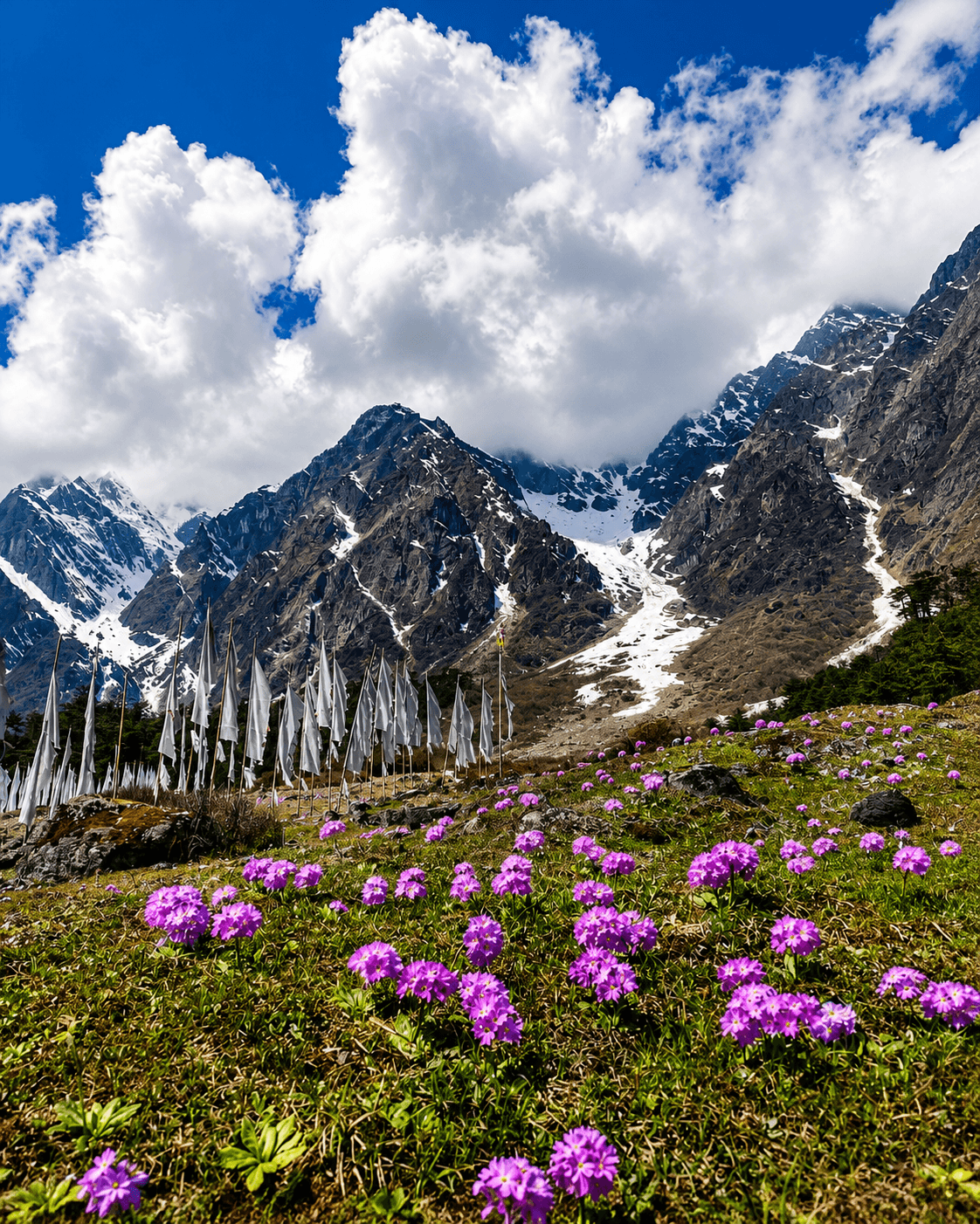 Yumthang Valley of Flowers Special