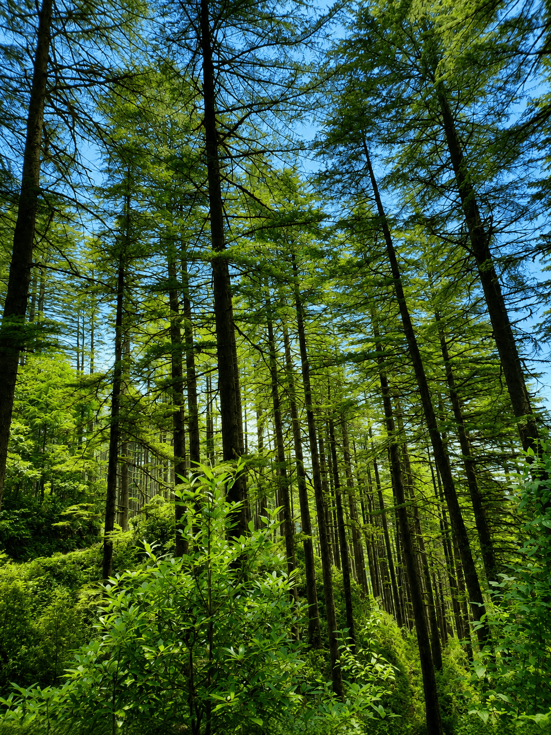 Kanatal Forest