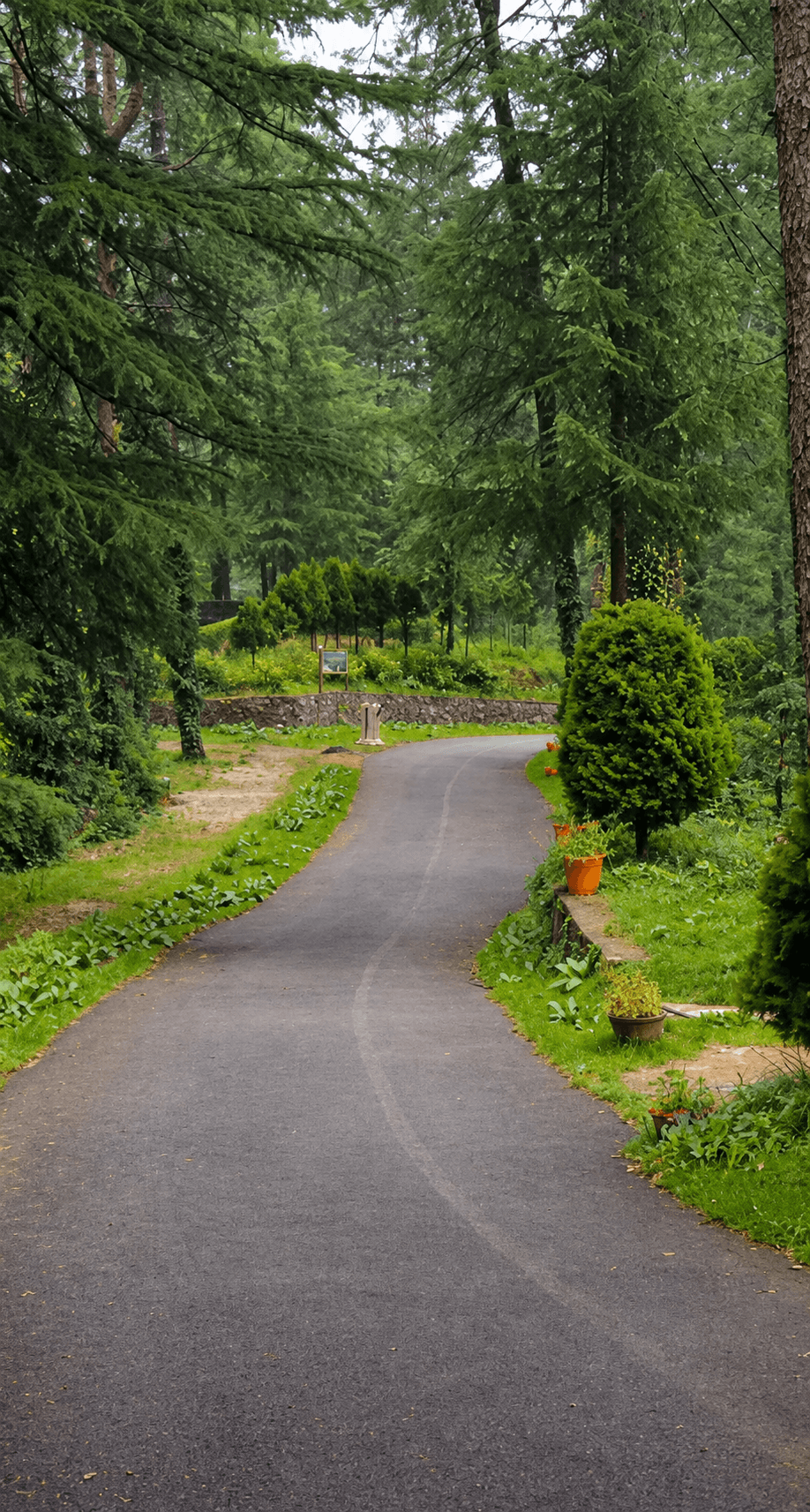 Mashobra Forest
