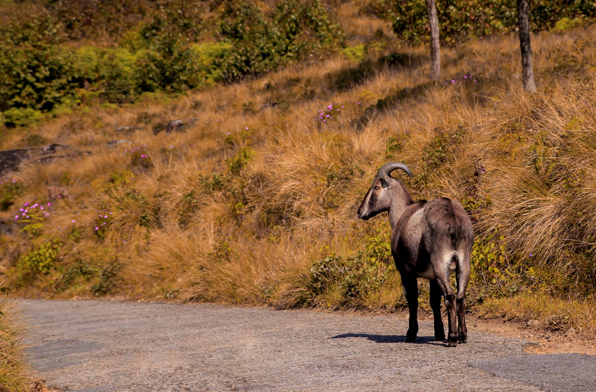 Eravikulam national park