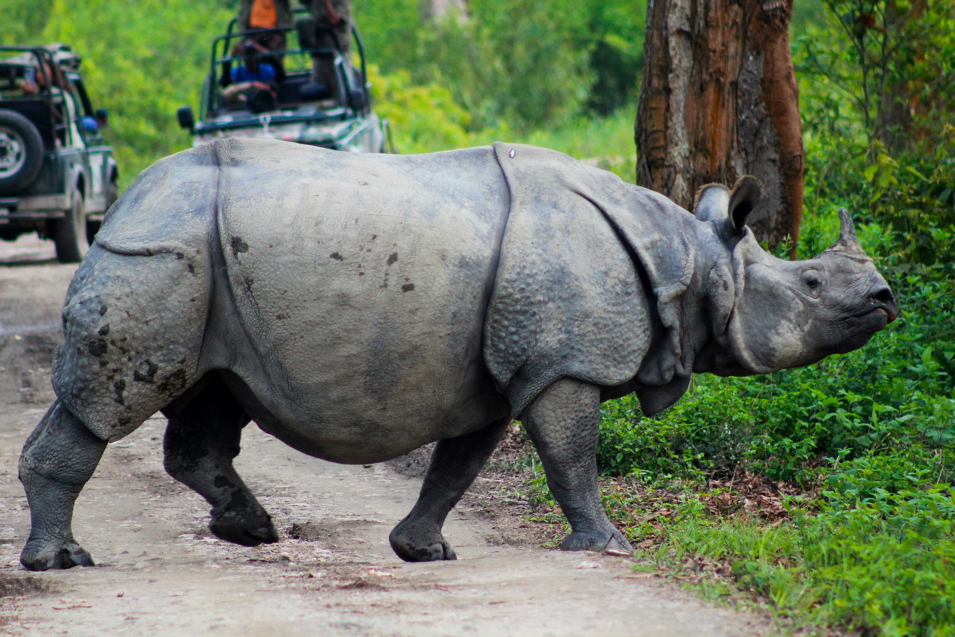 Kaziranga National Park