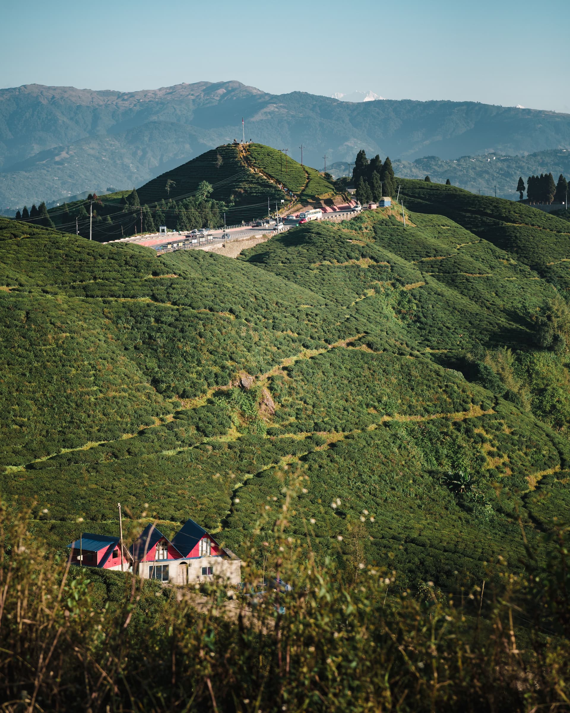 Tea Estate