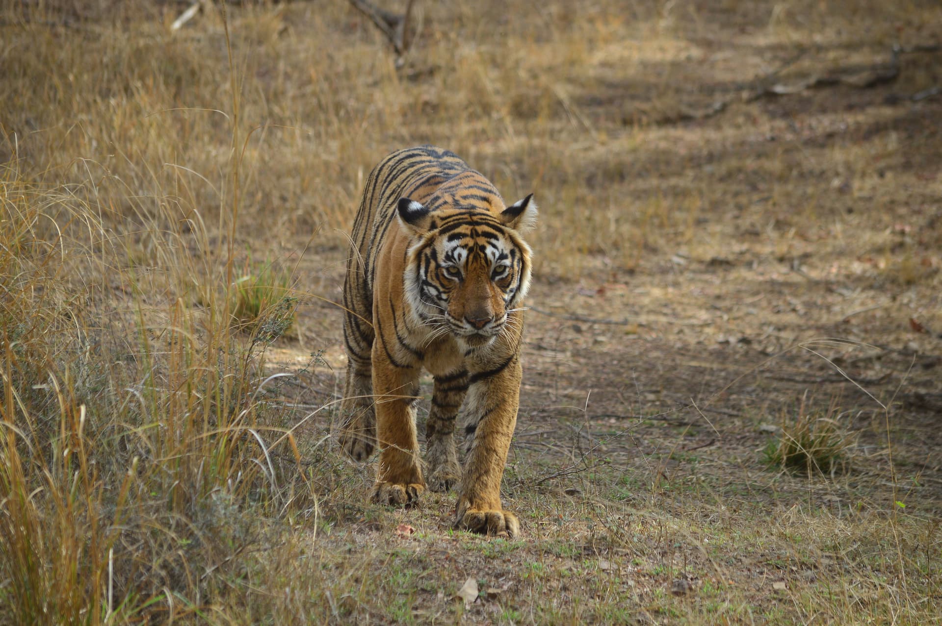 Ranthambore National Park