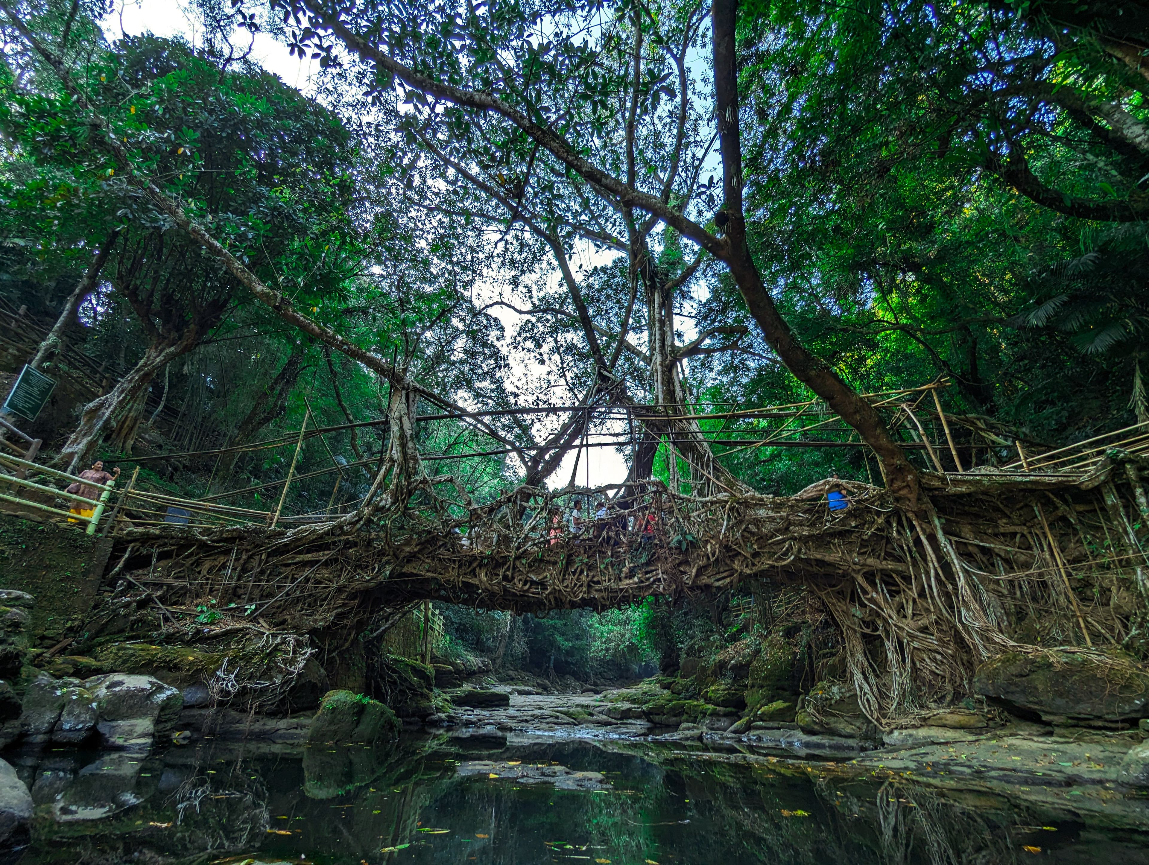 Root Bridge Experience