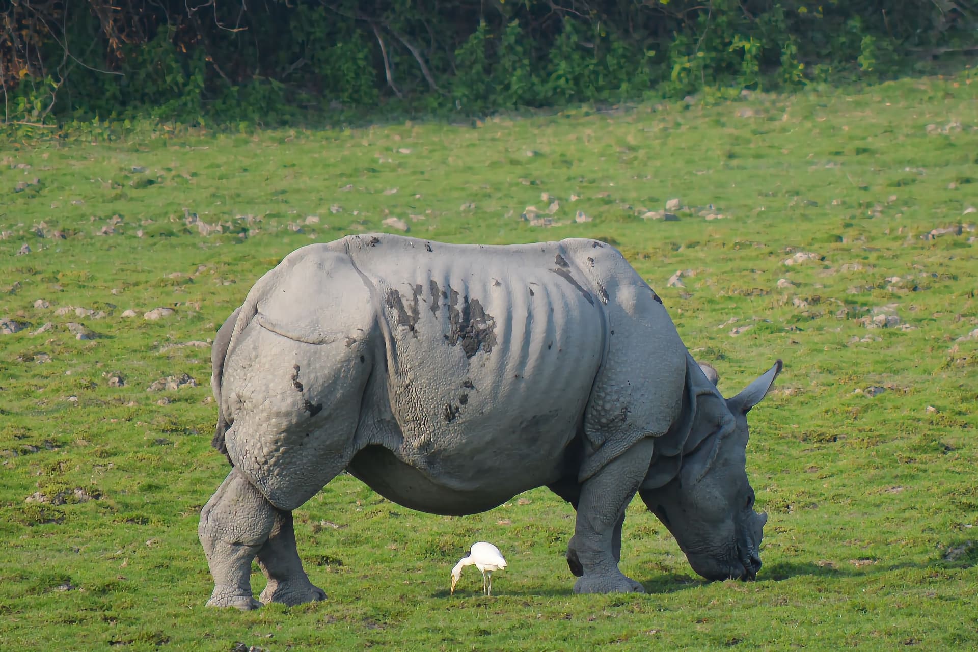 One-Horned Rhinoceros