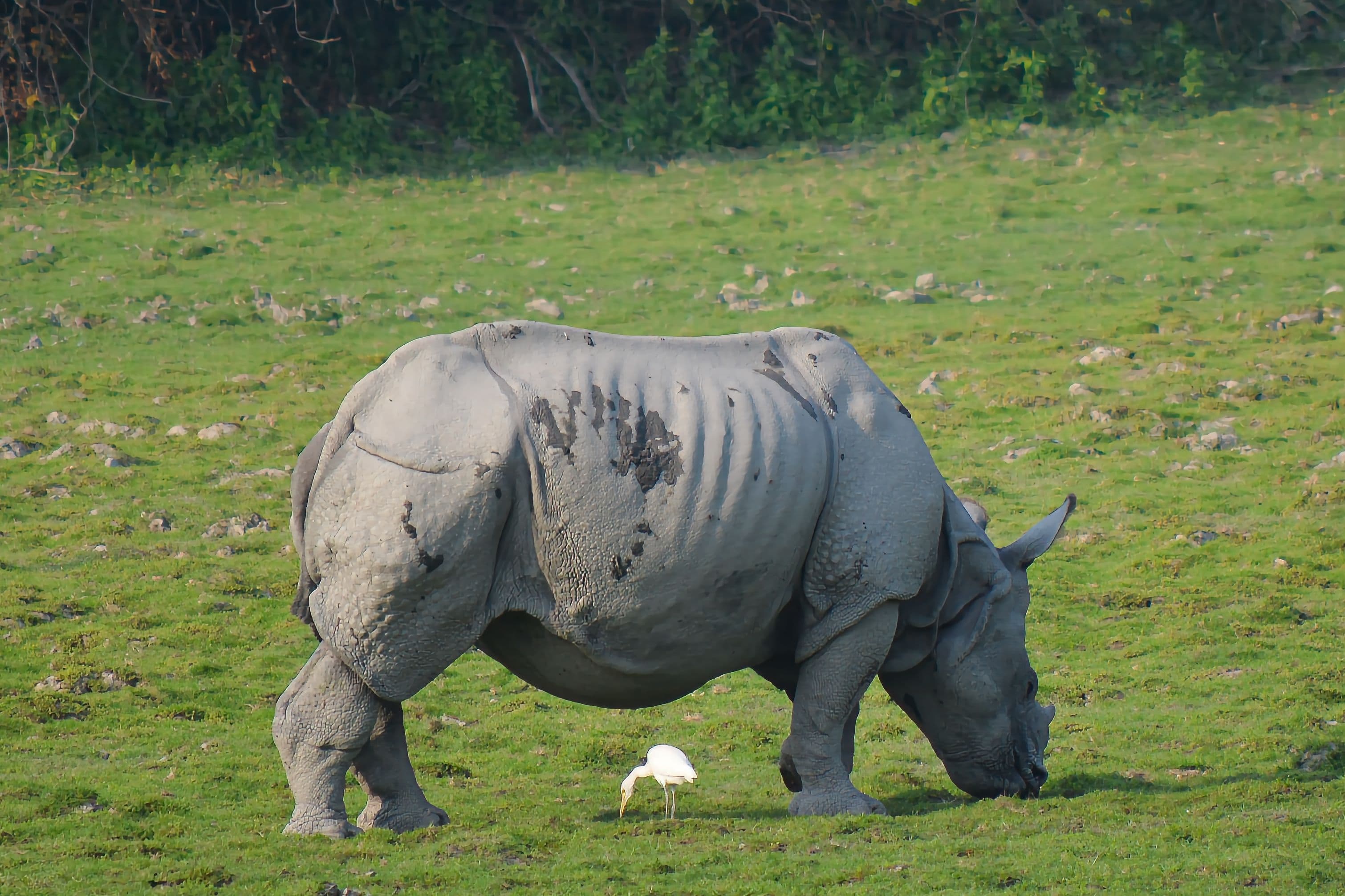 One-Horned Rhinoceros