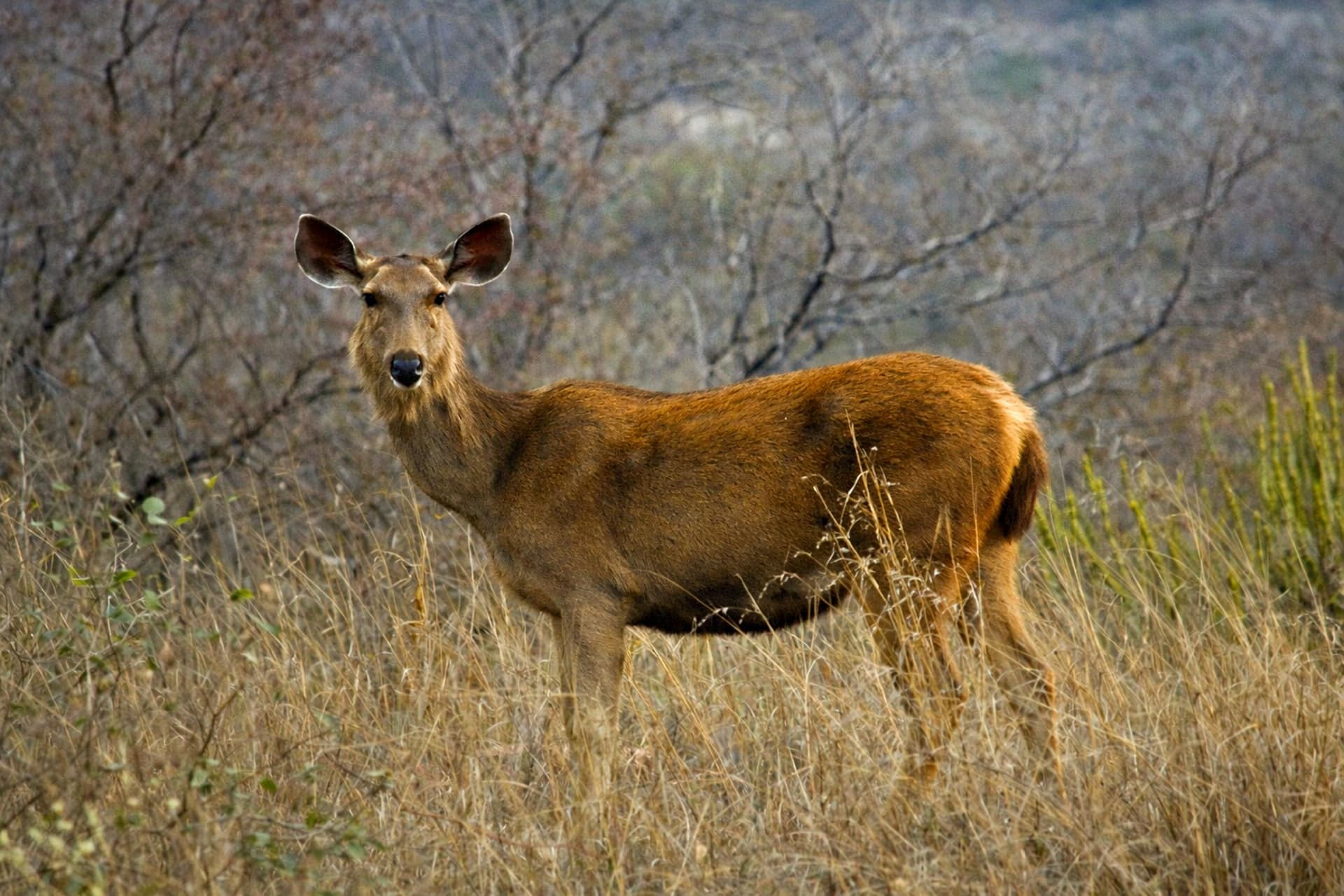 Ranthambore National Park