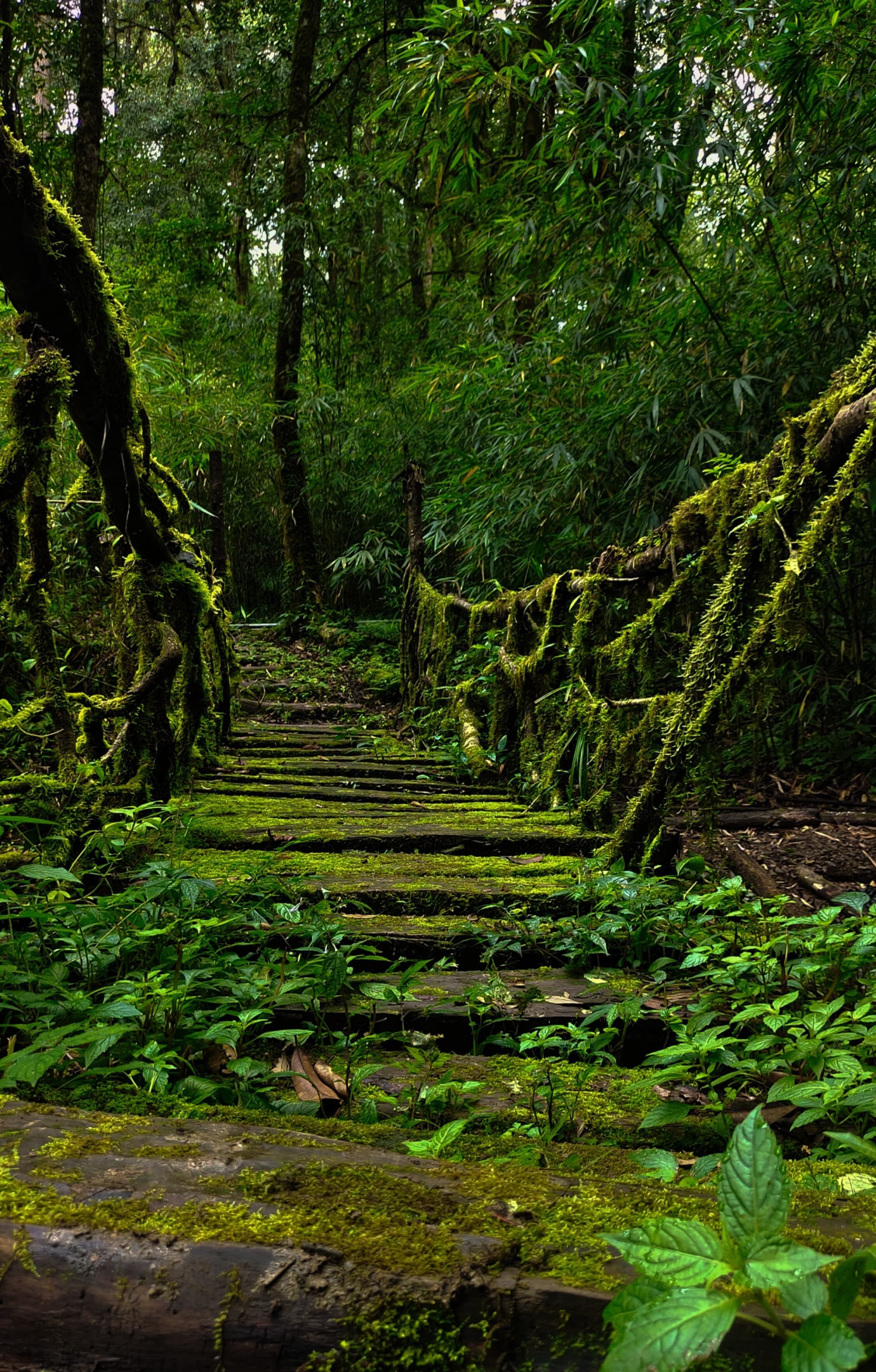 Root Bridge