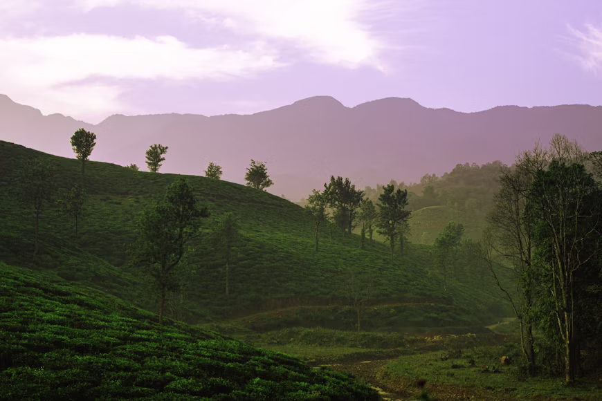 Kerala Family Nature & Heritage Tour photo 5
