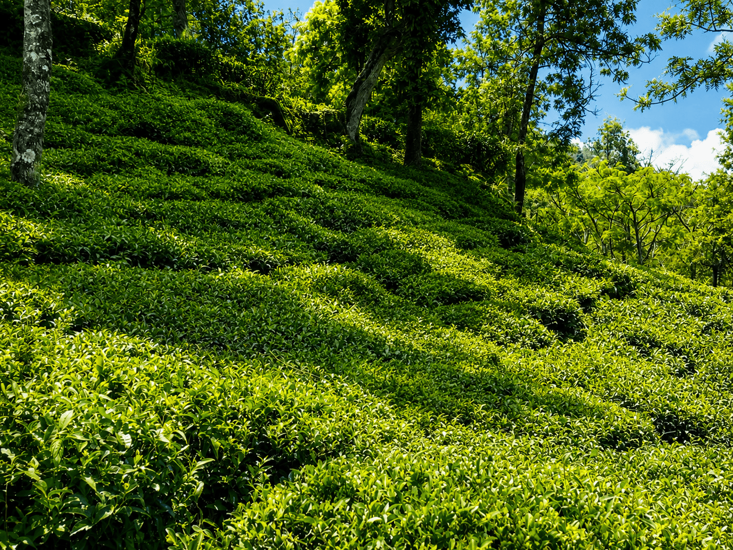 Tea Garden