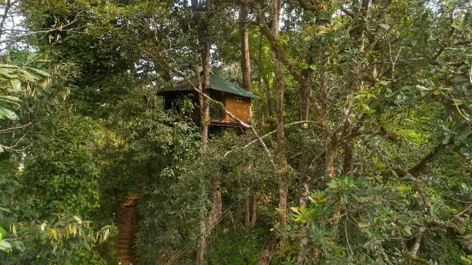 Tree House