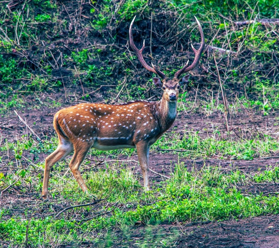 Grand Karnataka & Kerala Explorer — image 3