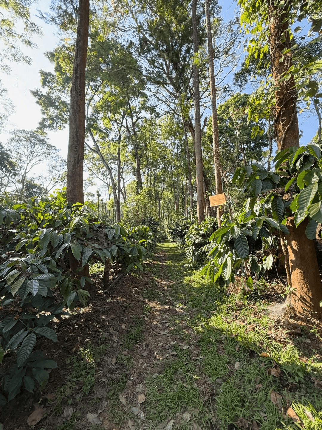 Romantic Mysore Coorg Honeymoon Escape — image 5
