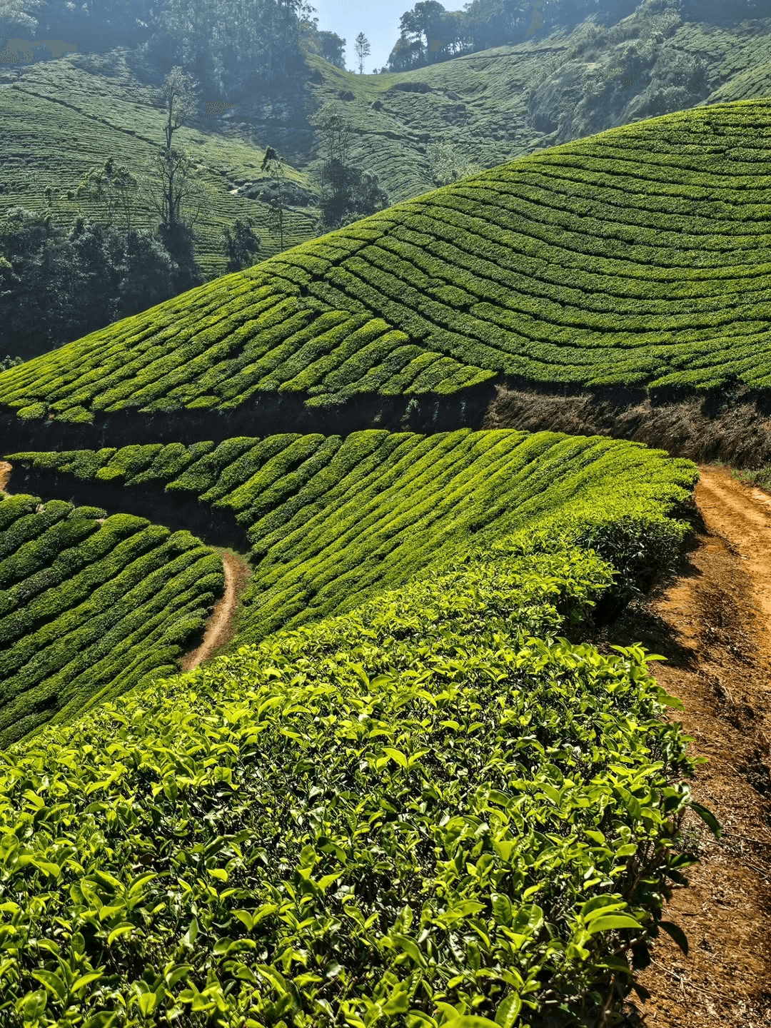 Darjeeling Quick Escape Weekend Tour — image 3