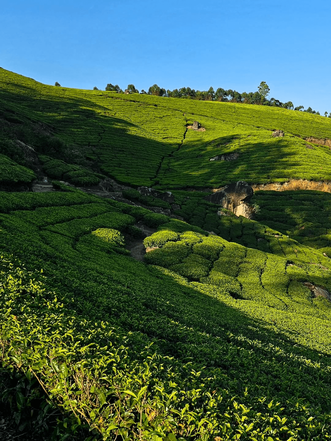 Darjeeling Quick Escape Weekend Tour — image 2