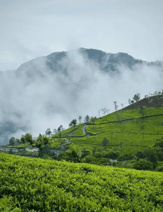 Grand Karnataka & Kerala Explorer — image 3
