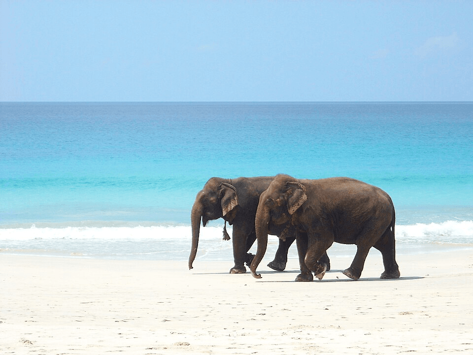 Best of Andaman Family Tour — image 1