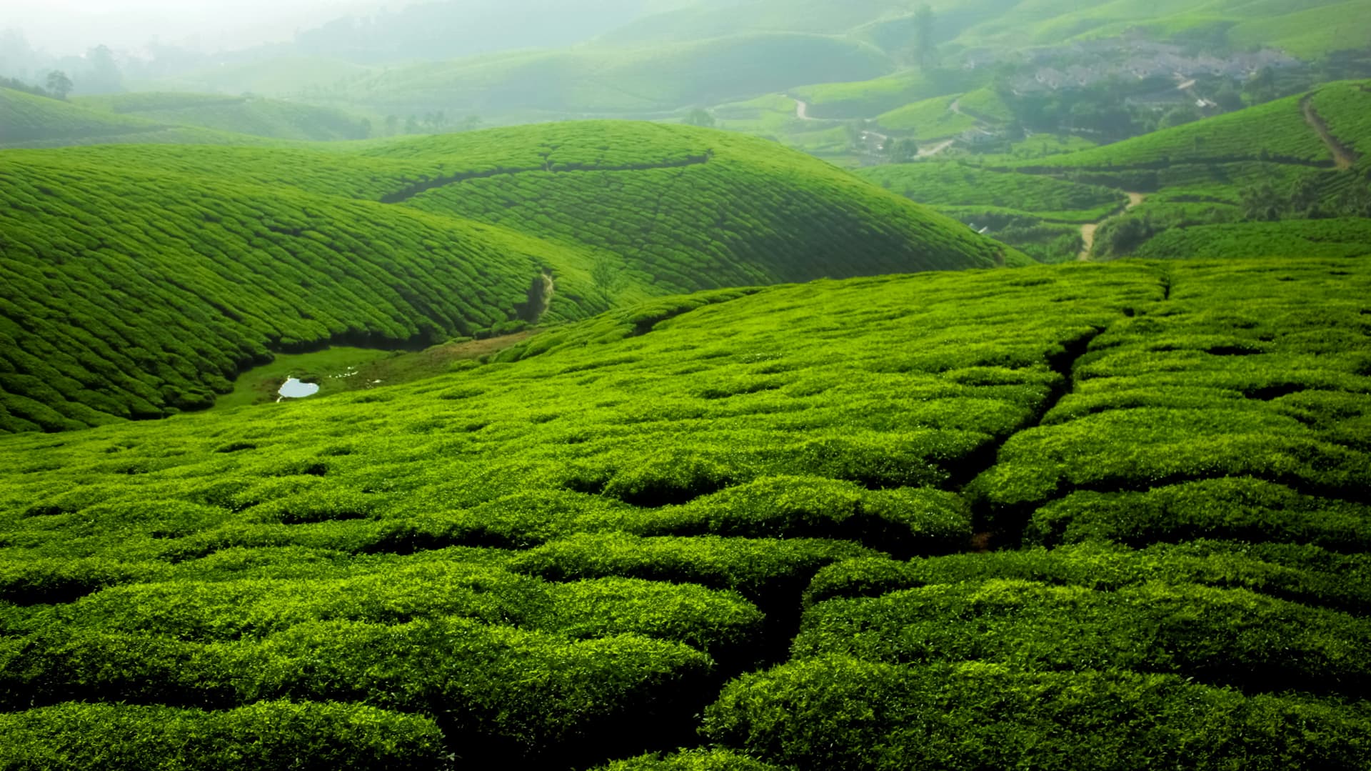 Tea garden
