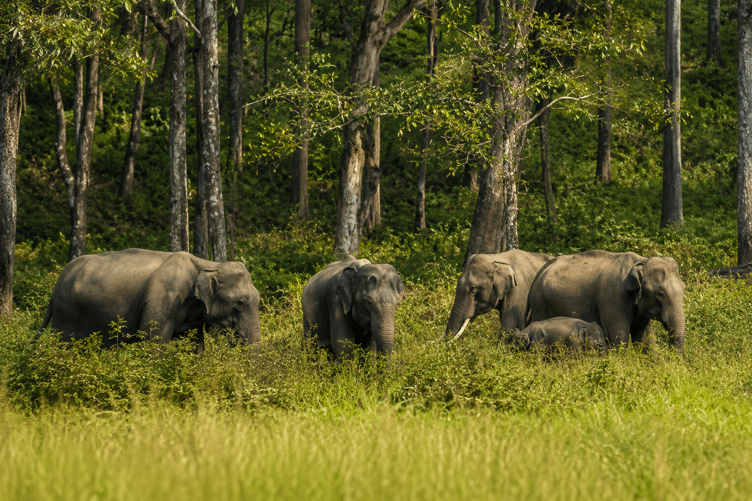 Muthanga Wildlife Sanctuary