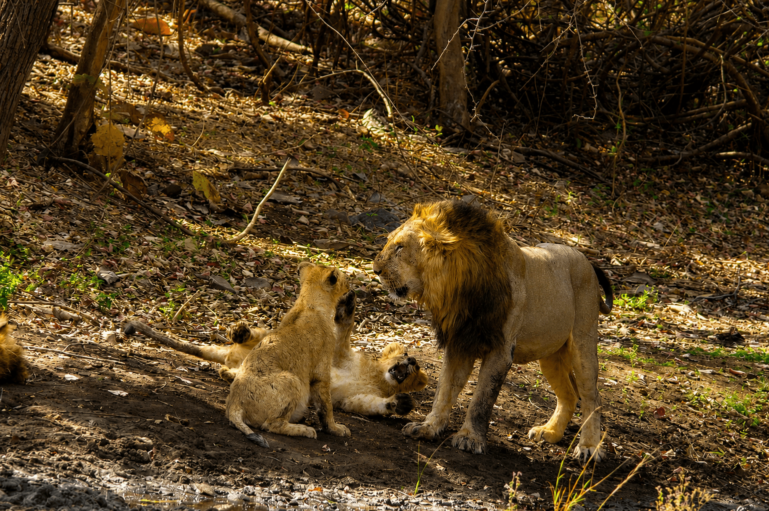 Gir National Park Jeep Safari