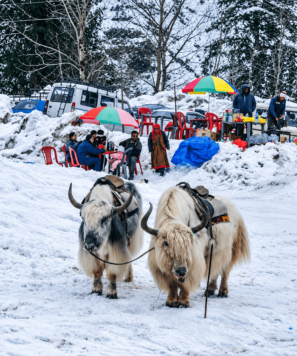 yak riding