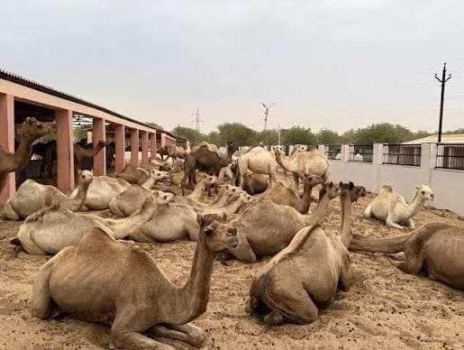 Camel Research Centre