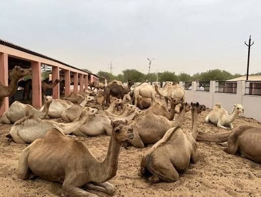 Camel Research Centre