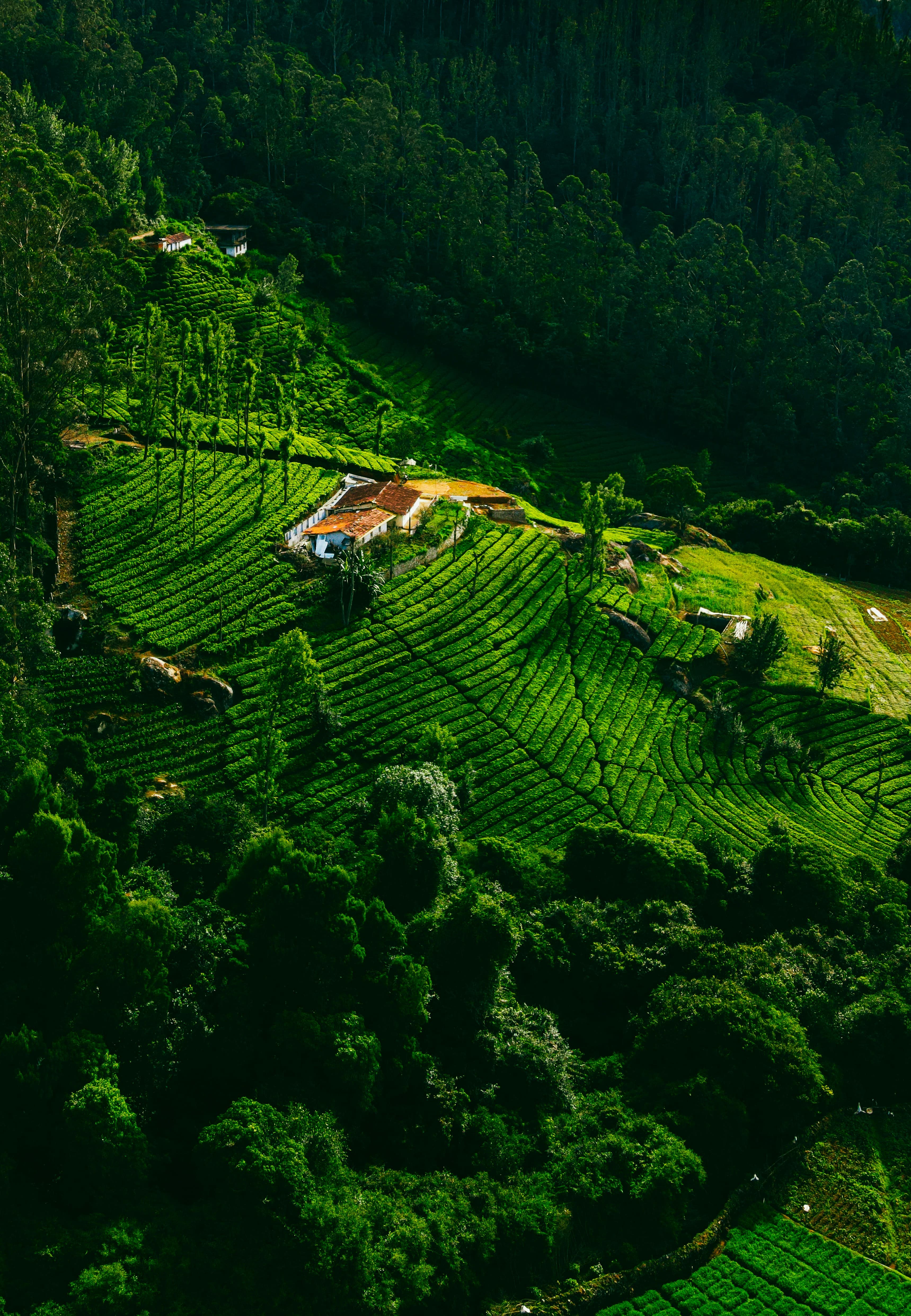 Mysore Coorg Ooty Family Escape — image 7